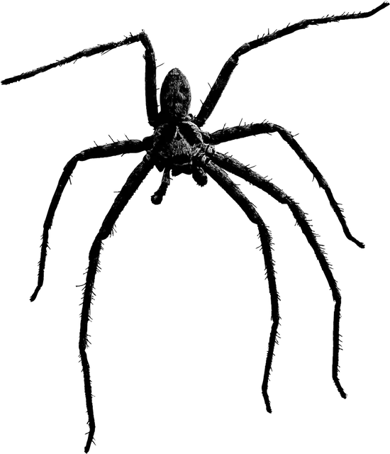Verauto